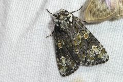Craniophora ligustri