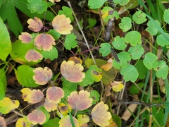 Thalictrum venulosum