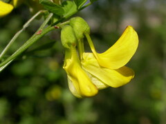 Hippocrepis emerus emerus