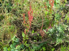 Rumex cordatus