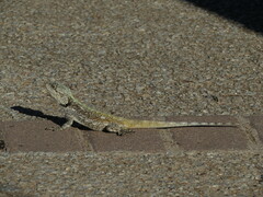 Acanthocercus atricollis