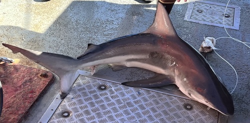 Common Blacktip Shark photographed in Alabama