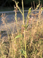 Oenothera curtiflora