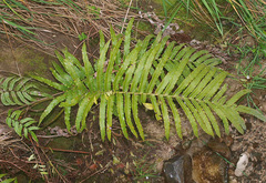 Blechnum triangularifolium