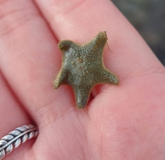 Asterina gibbosa