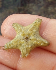 Asterina gibbosa