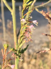Oenothera curtiflora