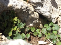 Campanula garganica cephallenica