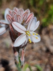 Trachyandra hirsutiflora
