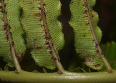 Blechnum triangularifolium