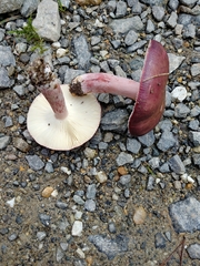 Russula queletii