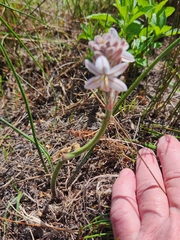 Trachyandra hirsutiflora