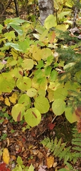Viburnum lantanoides image