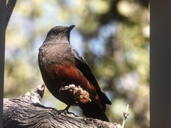 Thamnolaea cinnamomeiventris