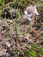 Trachyandra hirsutiflora