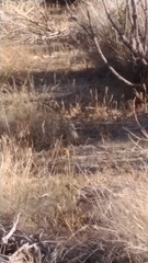 Toxostoma curvirostre