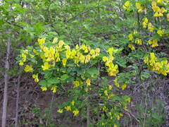 Hippocrepis emerus emerus
