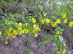 Hippocrepis emerus emerus