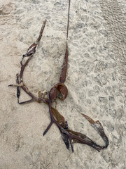 Macrocystis pyrifera