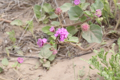 Chioides albofasciatus