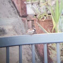 Passer domesticus