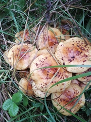 Pholiota jahnii