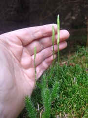 Lycopodium