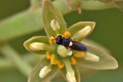 Chloropidae