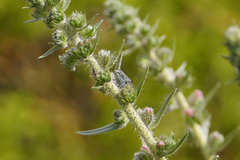 Phytoecia caerulescens