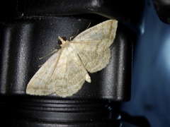 Synegia limitatoides