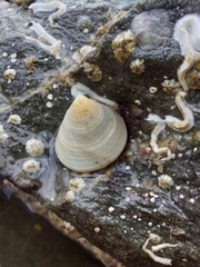 Calliostoma zizyphinum