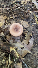 Lactarius xanthogalactus