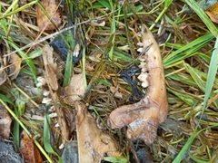 Nyctereutes procyonoides