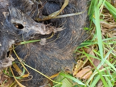 Nyctereutes procyonoides