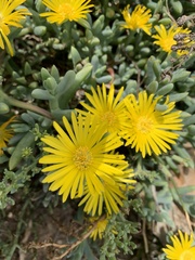 Malephora lutea