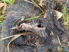 Nyctereutes procyonoides