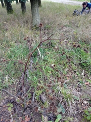 Arctium nemorosum