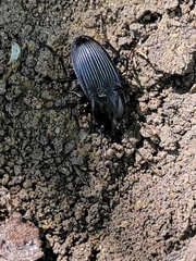 Carabidae