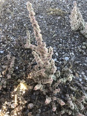 Halogeton