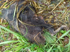 Nyctereutes procyonoides