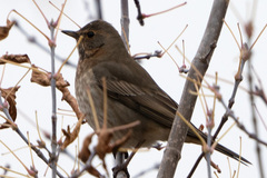 Turdus ruficollis