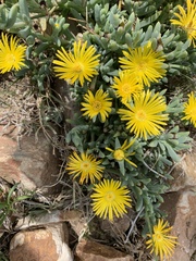 Malephora lutea