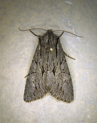 Fishia yosemitae