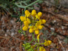 Coronilla juncea