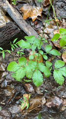 Agrimonia gryposepala