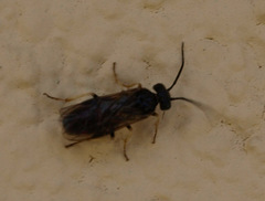 Nematinae