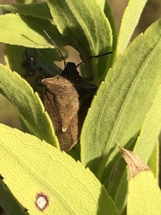 Euschistus variolarius