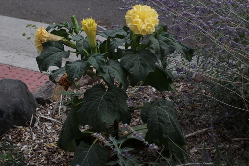 Datura metel