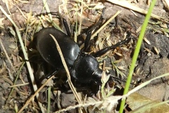 Carabus glabratus