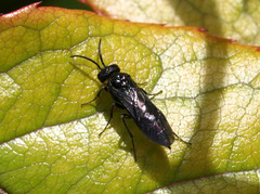 Blennocampinae